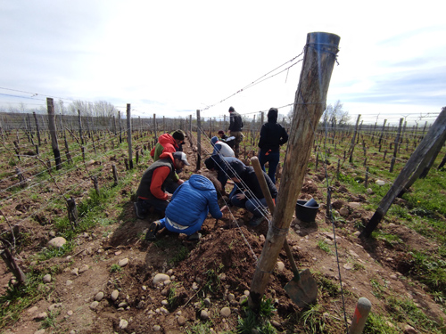 Greffes anglaises épaulées sur cerisier